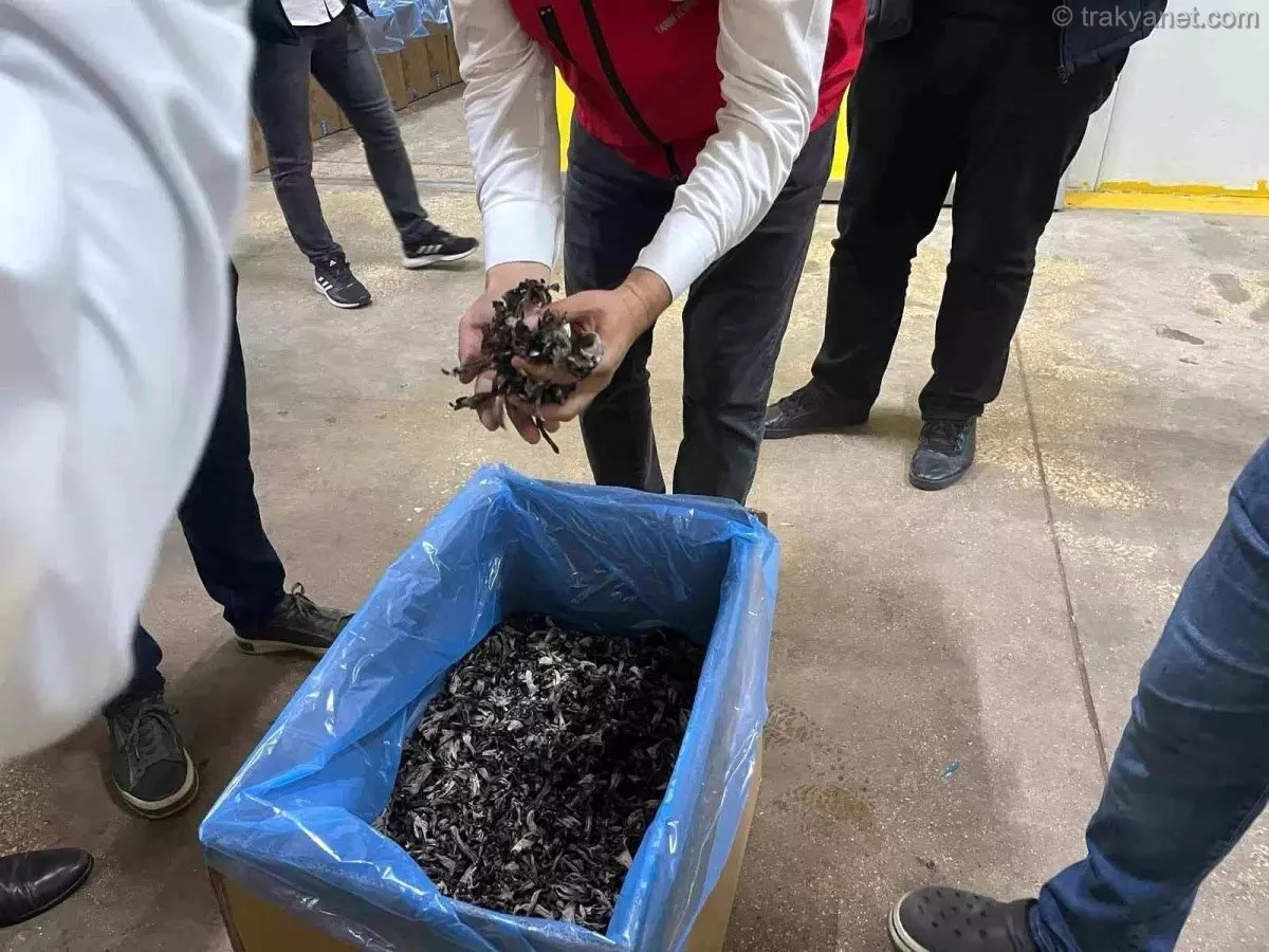 Tekirdağ'da Trüf Mantarları İhraç Ediliyor