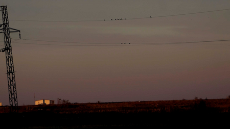 Trakya'da Kuşları Elektrik Çarpmayacak