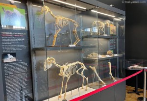 Edirne Natural History Museum