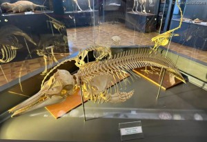 Edirne Natural History Museum