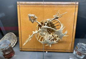 Edirne Natural History Museum