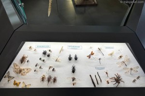 Edirne Natural History Museum